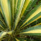 Almanac Planting Co Yucca 'Color Guard' (Yucca filamentosa 'Color Guard') Close up of creamy-gold and deep green striped foliage with "hairs" coming off of leaves