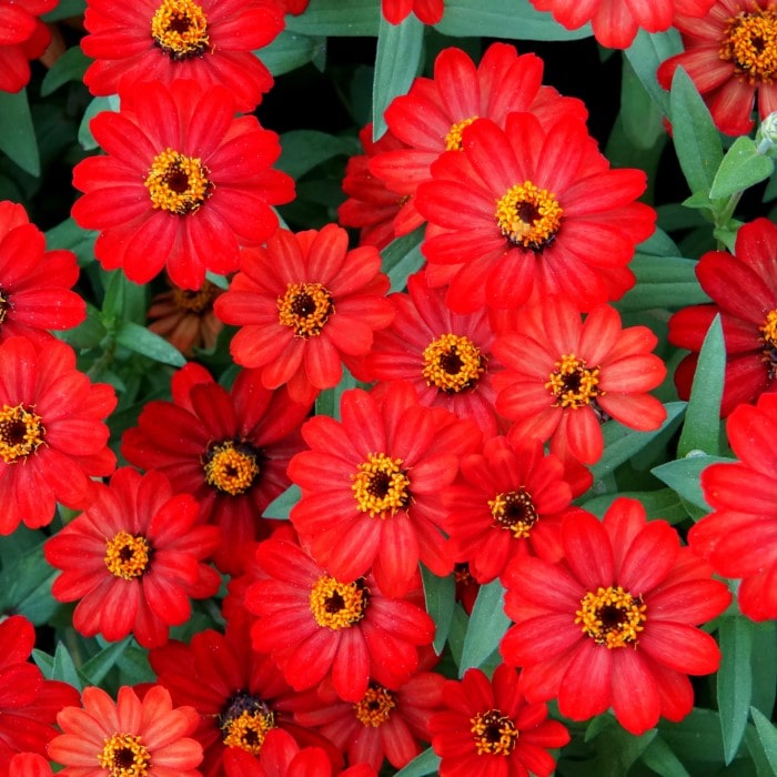 Almanac Planting Co Zinnia 'Profusion Red' (Zinnia hybrida). A cluster of red blooms with green foliage underneath. 