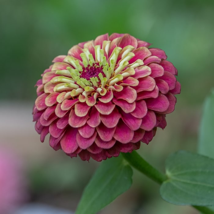 Almanac Planting Co Zinnia 'Queeny Red Lime' (Zinnia elegans). Burgundy outer petals with a creamy lime center.  