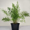 Asparagus Fern in 6" Grow Pot