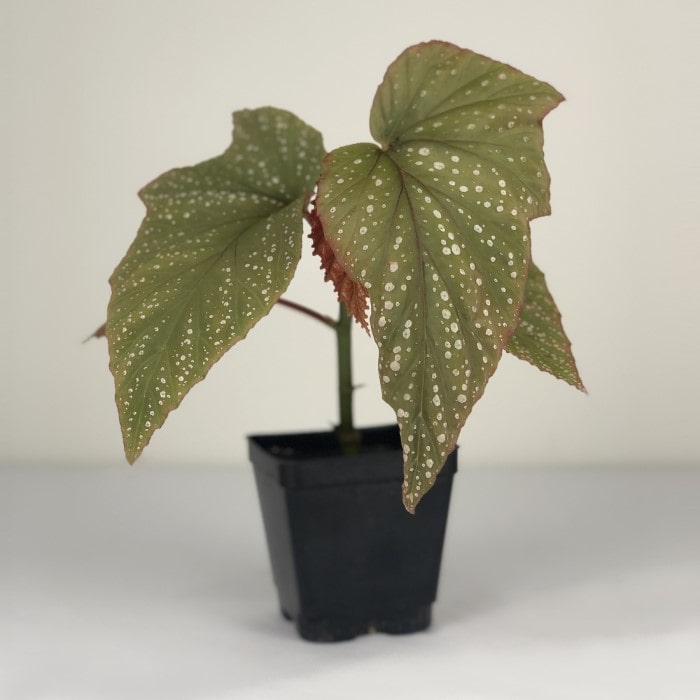 Almanac Planting Co.'s Angel Wing Begonia (Begonia x corallina) in a 4" Grow Pot