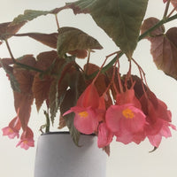 Almanac Planting Co.'s Angel Wing Begonia (Begonia x corallina) Pink Flower Close Up