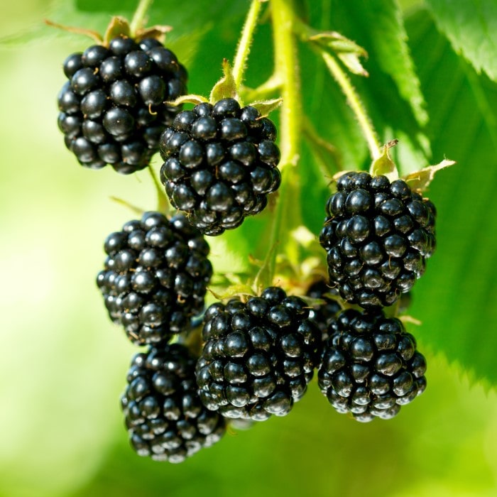 Almanac Planting Co Thornless Blackberry Plant berries on vine (Rubus 'Ouachita')