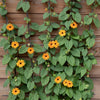 Almanac Planting Co Black Eyed Susan Vine (Thunbergia alata). The vine in bloom, growing up a trellis against a wooden wall.  