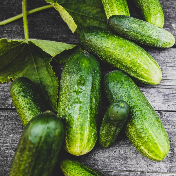 Almanac Planting Boston Pickling Cucumber (Cucumis sativus)