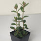 Almanac Planting Goldfish Plant (dark) Nematanthus gregarious with Reddish Orange Flowers that Look Like a Goldfish side image
