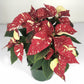Almanac Planting Side View of Candy Cane Poinsettia