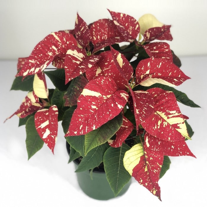 Almanac Planting Side View of Candy Cane Poinsettia