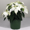 Almanac Planting Pure White Poinsettia. Side Image of Caged Poinsettia in a 6" Grow Pot