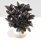 Almanac Planting Purple Waffle Hemigraphis alternata 'Exotica' Plant with Purple and Green Crinkled Leaves 4" Pot Gray Background Side View