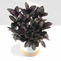 Almanac Planting Purple Waffle Hemigraphis alternata 'Exotica' Plant with Purple and Green Crinkled Leaves 4" Pot Gray Background Side View
