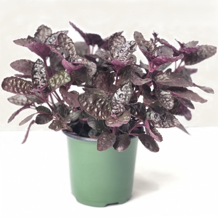 Almanac Planting Purple Waffle Plant (Hemigraphis alternata 'Exotica') Houseplant in Four Inch Grow Pot