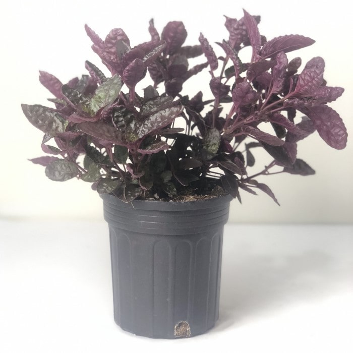 Almanac Planting Purple Waffle Hemigraphis alternata 'Exotica' Plant with Purple and Green Crinkled Leaves Side View Six Inch Grow Pot