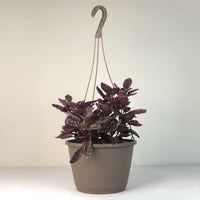 Almanac Planting Co.'s Purple Waffle Plant (Hemigraphis alternata 'Exotica'). A great houseplant with purple and green crinkled leaves, in a brown 10" hanging basket.