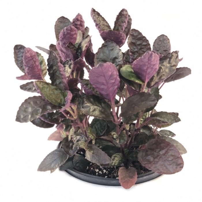 Almanac Planting Purple Waffle Hemigraphis alternata 'Exotica' Plant with Purple and Green Crinkled Leaves Side View 6" Pot White Background