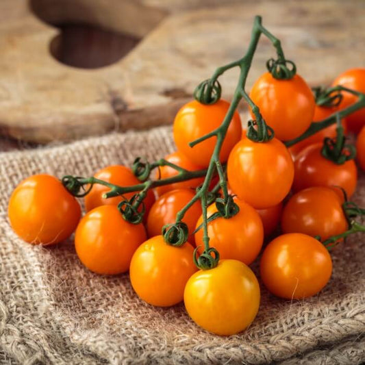 Almanac Planting Sunsugar Orange Cherry Tomato (Solanum lycopersicum)