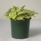 Almanac Planting Variegated Teardrop Peperomia (Peperomia orba 'Variegata') Four Inch Grow Pot